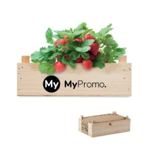 Aardbeien kweekset | In houten krat | Incl. tuincompost | Made in EU