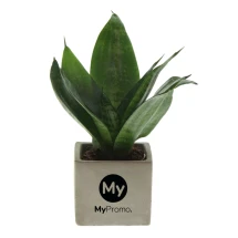 Vrouwentong plant | Luchtzuiverende eigenschappen | Bedrukking op de pot | Gemaakt in Nederland