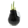 Christmas Amaryllis bulb | Doesn't need water | Handmade wax | Made in the Netherlands