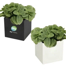Planted pot | Aluminium | Succulent | Made in Europe