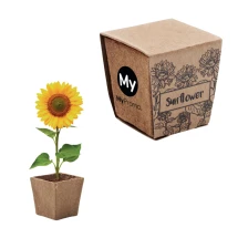 Zonnebloemkit | Karton | 4,3x4,3x4,5 cm | Biologisch afbreekbaar | Gemaakt in Europa