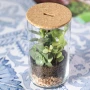 Terrarium en kit | Verre borosilicaté & liège | Graines de cactus incluses