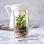 Terrarium en kit | Verre borosilicaté & liège | Graines de cactus incluses