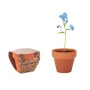 Forget me not | Terracotta pot | Made in EU