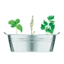 Plant tub | Metal | 3 herbs | Incl. garden compost | Made in EU