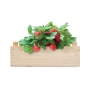 Kit de culture de fraises | Dans une caisse en bois | Inclus, compost de jardin | Fabriqué en UE