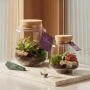 Terrarium végétal | Verre et liège | Écosystème autorégulé | Coffret cadeau