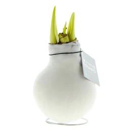 No Water Flowers® | Wax amaryllis bulb | Wax | Blooms without water | Metal ring