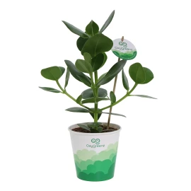 OxyGreenz® clusia rosea plant | Ceramic pot | Air-purifying | Gift box available | Sustainable