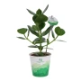 OxyGreenz® planta clusia rosea | Maceta de cerámica | Purificadora | Caja de regalo disponible | Sostenible