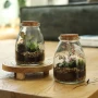 Terrarium végétal | Verre | Modèle bouteille | Bouchon en liège | Coffret cadeau | Personnalisé