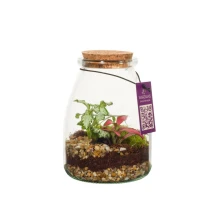 Terrario para plantas | Vidrio | Modelo botella | Tapón de corcho | Caja de regalo | Personalizado
