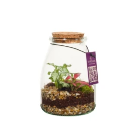Plant terrarium | Glass | Bottle model | Cork lid | Gift box | Personalised