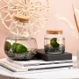 Marimo moss balls | Algae | Personalised cork or card | Lucky gift
