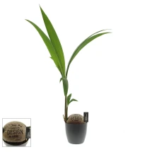Kokospalm | Levende plant | 100-120 cm | Transparante draagtas