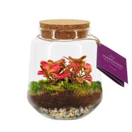 Plant terrarium | Glass and cork | Self-regulating ecosystem | Gift box