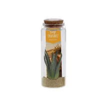 Tiny Treasurez® mensaje en una botella grande | Vidrio | Mini suculenta | Tarjeta personalizada | Sostenible