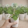 Smylieplant® - Happy dans un pot en céramique (small), Dans une housse de protection pour plantes