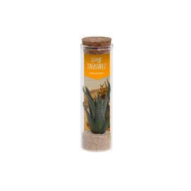 Tiny Treasurez® message in a bottle small | Glass | Mini succulent | Cork lid | Sustainable