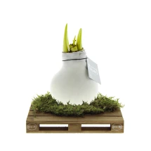 No Water Flowers® | Bulbo de amarilis encerado | Mini palé de madera | Florece sin agua