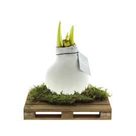 No Water Flowers® | Wax amaryllis bulb | Wooden mini pallet | Blooms without water