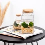 Marimo moss balls | Algae | Personalised cork or card | Lucky gift