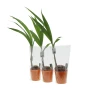 Kokospalm | Levende plant | 100-120 cm | Transparante draagtas
