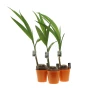 Kokospalm | Levende plant | 100-120 cm | Transparante draagtas