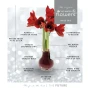 No Water Flowers® | Bulbe d’amaryllis ciré | Cire | Fleurit sans eau | Anneau métallique