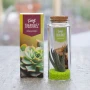 Tiny Treasurez® message dans une bouteille grand | Verre | Mini succulente | Carte personnalisée | Durable