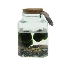Bolas de musgo Marimo | Algas | Corcho o tarjeta personalizada | Regalo de la suerte