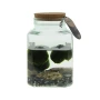 Marimo moss balls | Algae | Personalised cork or card | Lucky gift