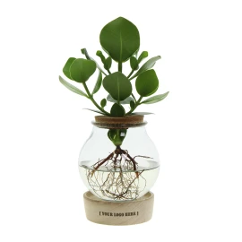 Hydroponic plant set | Glass and wood | LED light | Gift box | Easy care
