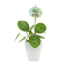 Smylieplant® Planta del dinero china | Pilea peperomioides | 3 Hojas sonrientes | Funda protectora para planta