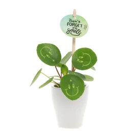 Smylieplant® Pancake plant | Pilea peperomioides | 3 smiley leaves | Protective plant sleeve