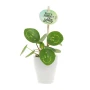 Smylieplant® - Happy dans un pot en céramique (small), Dans une housse de protection pour plantes