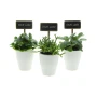 ChalkNotes® easy care mix plant | Plante vivante | Marqueur de plante personnalisable | Facile d’entretien | Durable