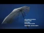 Impliva Sturmregenschirm | Aluminium, Fiberglas und Polyester Pongee | Ø90cm | Manuell | Winddicht