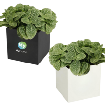 Planted pot | Aluminium | Succulent | Made in Europe Planted pot | Aluminium | Succulent | Made in Europe