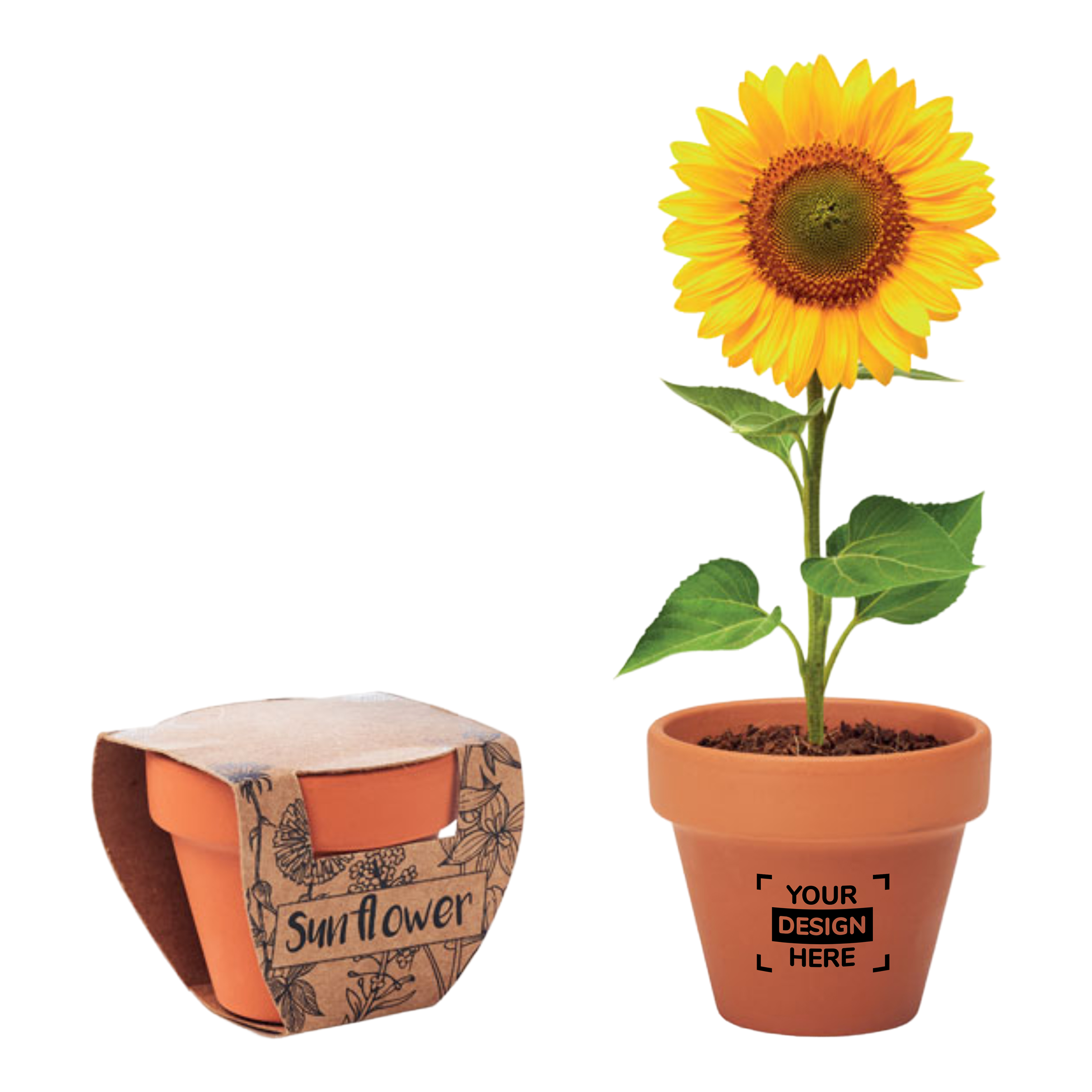 Fleur de tournesol | Pot en terre cuite | Fabriqué en UE