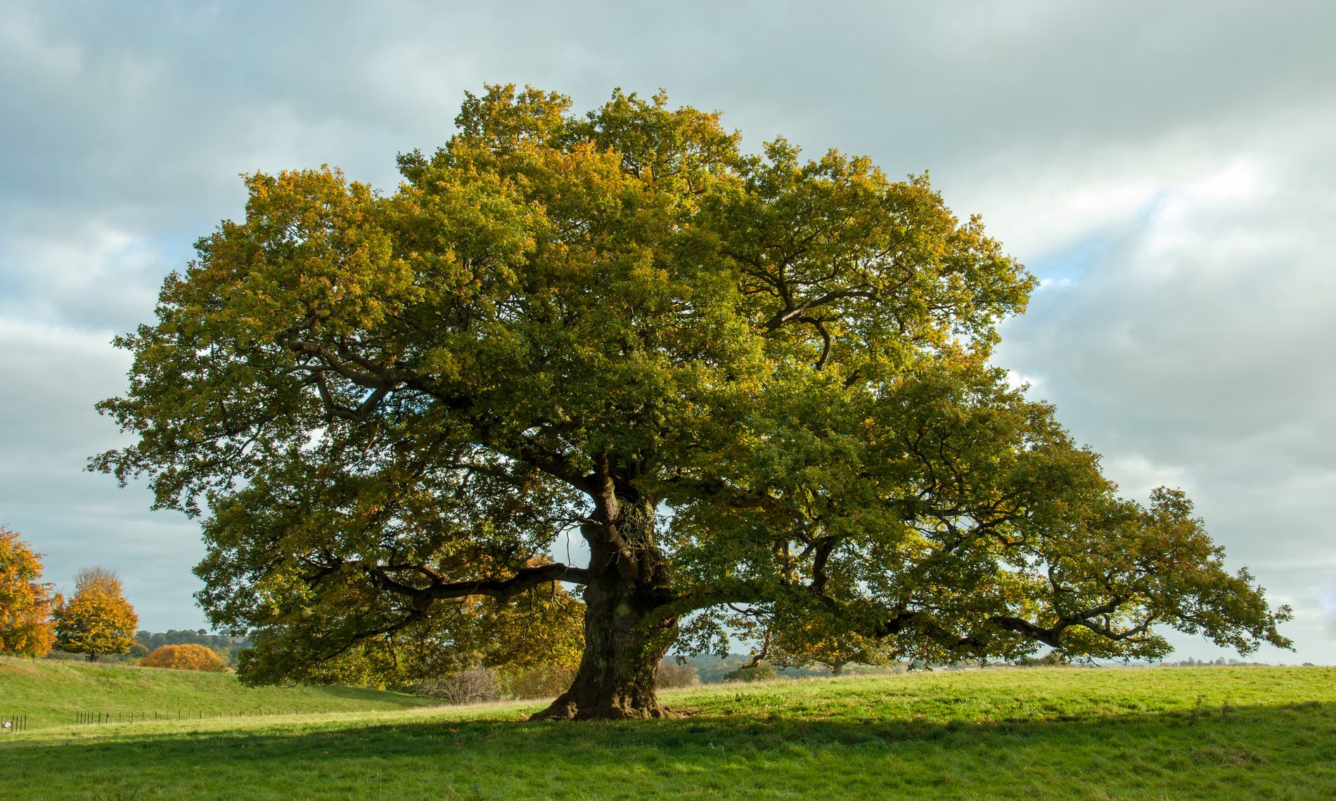 Impact Loopper x TreebyTree avec une commande écologique égale à un arbre planté